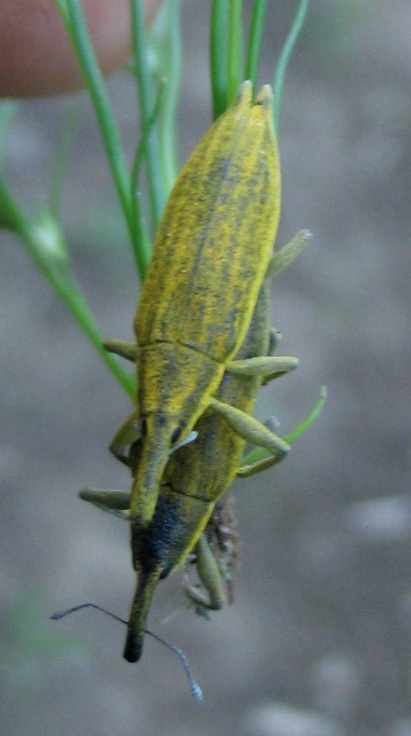 Curculionidi: Lixus da identificare